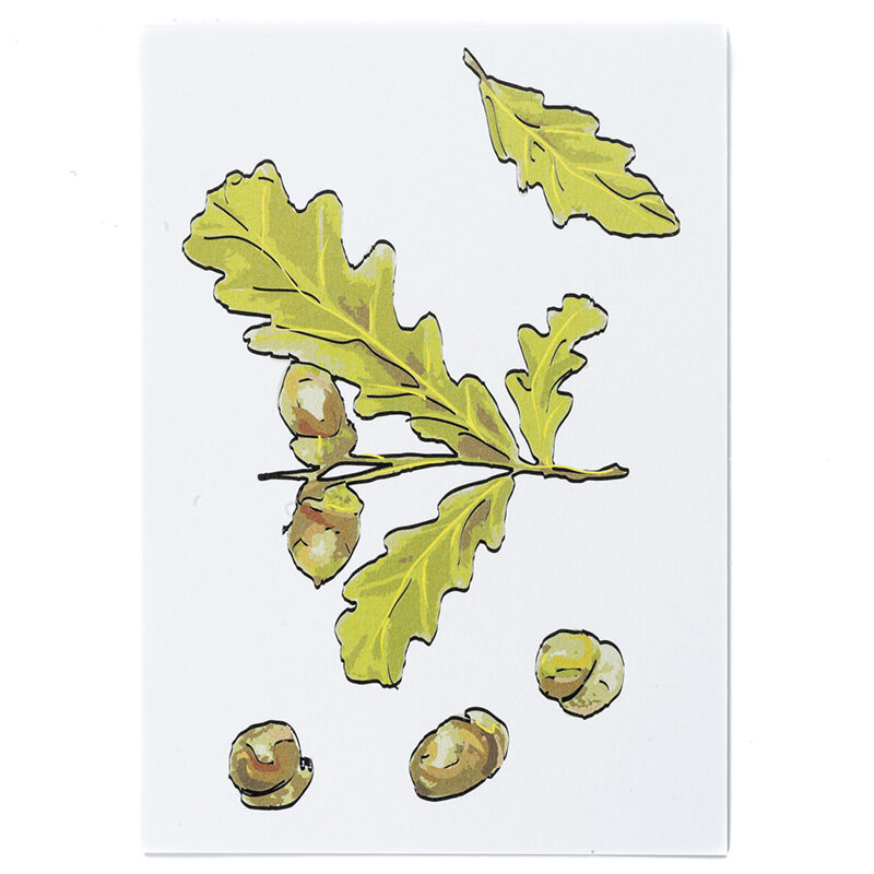 Zdjęcie: Na białym tle biała kartka pocztowa z narysowaną gałązką dębu. Wokół gałązki liść i pojedyncze żołędzie.