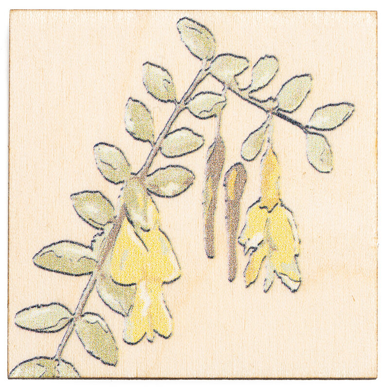 Zdjęcie: Na białym tle kwadratowy, drewniany magnes. Na nim narysowane liście i dwa, żółte kwiaty akacji.